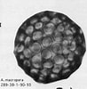 Afbeeldingsresultaten voor "acanthosphaera Pinchuda". Grootte: 98 x 100. Bron: www.radiolaria.org