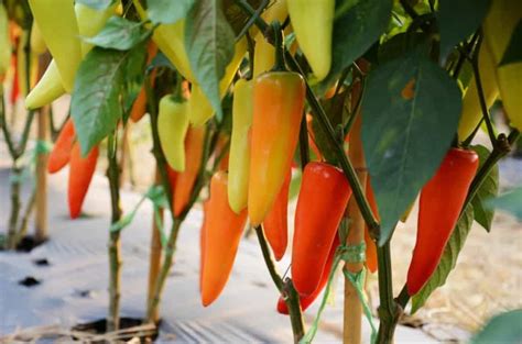 grow chili peppers indoors      rusticwise
