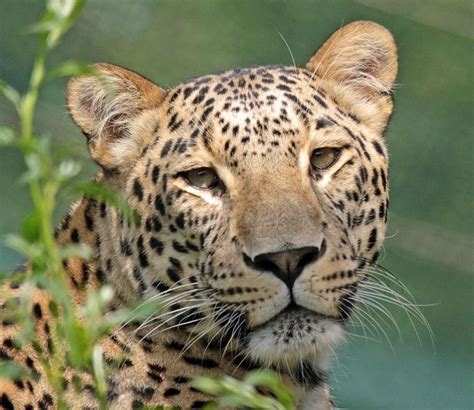 close    leopard    camera