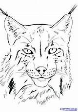 Lynx Pencil Eurasian Zeichnen Cats Dragoart Lionceau sketch template