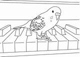 Periquito Parakeet Tocando Colorir Parakeets Imprimir Tudodesenhos sketch template