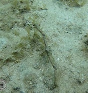 Afbeeldingsresultaten voor "parthénope Validus". Grootte: 175 x 185. Bron: www.chaloklum-diving.com