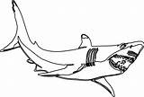 Great Shark Drawing sketch template