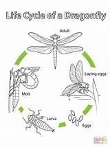 Cycle Dragonfly Life Coloring Kids Pages Crafts Fly Dragon Craft Supercoloring Printable Preschool Project Insect Worksheet Drawing Lifecycle Bugs Choose sketch template