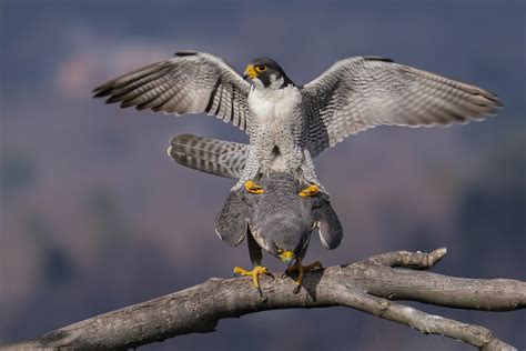 peregrine falcons young    pics fm forums