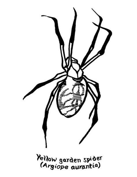 pin  david lingle  spider coloring pages spider coloring page