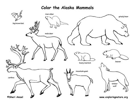 draw mamalin alaska state bird mammals animal outline