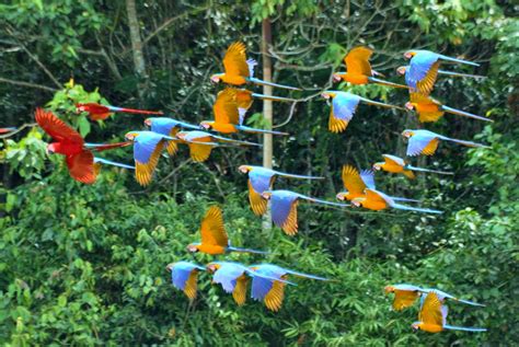 stuart marsdens conservation research group  dietary check   parrots   western amazon