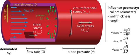 frontiers blood flow forces  shaping  vascular system  focus
