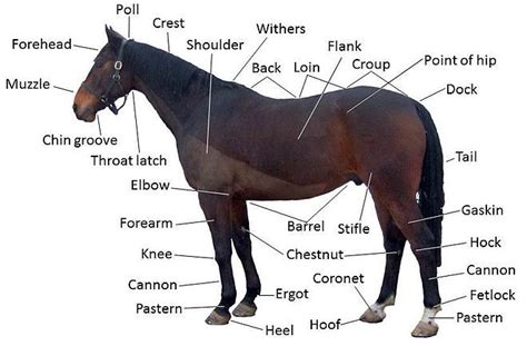 diagram   horse   parts labeled secretariat horse thoroughbred horse equine