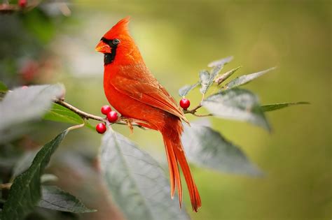 cardinal bird red holly  photo  pixabay pixabay