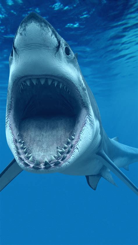 wallpaper shark underwater  diving sites animals
