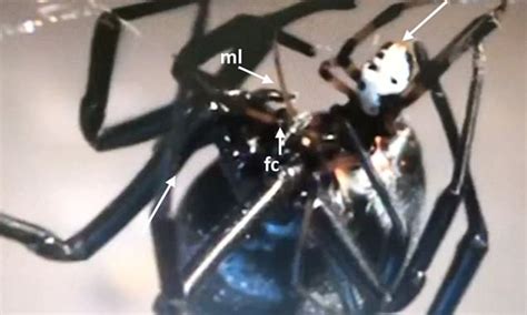 Female Black Widow Spiders Start Eating Their Partner Before They Ve