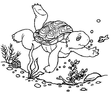 turtle  printable coloring pages coloringfilminspectorcom