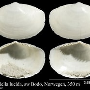 Afbeeldingsresultaten voor Yoldiella lucida. Grootte: 186 x 185. Bron: www.marinespecies.org