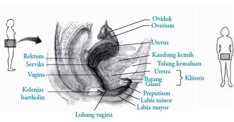 organ alat reproduksi   wanita struktur  fungsi