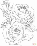 Coloring Rose Pages Roses Peace Tea Hybrid Dibujos Rosas Red Printable Embroidery Patterns Para Pattern Drawing Sheets Flowers Floral Hand sketch template