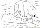 Coloring Castor Canadensis Coloringpages101 Beaver Pages sketch template