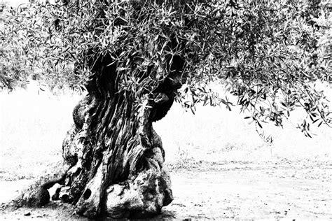 ancient olive michael banks art