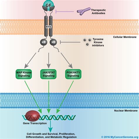 receptor tyrosine kinasegrowth factor signaling  cancer genome