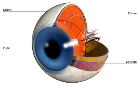 function   sclera   human eye