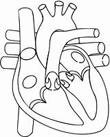 Circulatory Biology Drawi Anatomia Draw Realistic Sistema Empty Printing Pngitem Humana Organos Labeled Cristobal Colon Maqueta Fisiologia Bloq Sue sketch template