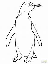 Penguin Coloring Eyed Yellow Hoiho Pages Drawing Color Printable Chinstrap Emperor Penguins Cute Print Supercoloring Draw Online Getdrawings Getcolorings Choose sketch template