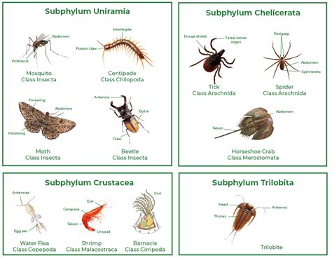 phylum arthropoda characteristics classification  examples