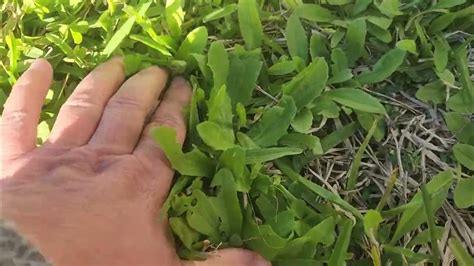 6 Edible Texas Weeds Likely Growing In Your Yard Youtube