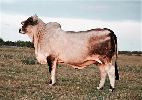 lot 4 lmc polled n pretty 58 4 cattle in motion cattle auctions live broadcasts online