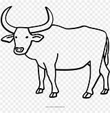 Ox Carabao Buffalo Gnu Carabaos Drawi Pinclipart Clipartmag Toppng sketch template
