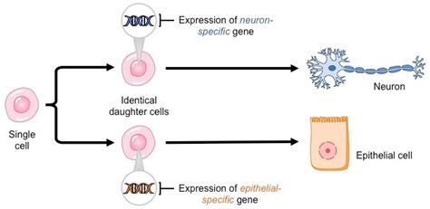 Cell Differentiation Bioninja Differentiation Daughter Cells Gene