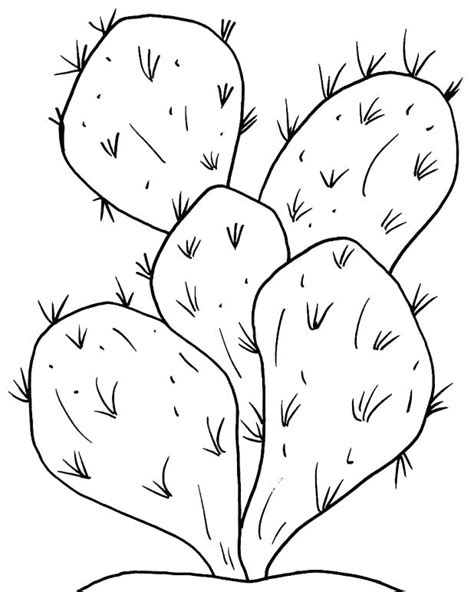 desert plants coloring pages  getdrawings