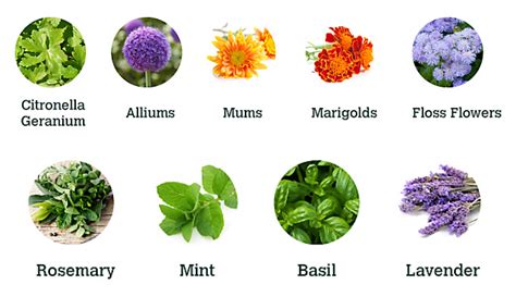 plants  herbs  repel insects plants  herbs  repel insects
