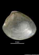 Afbeeldingsresultaten voor "nucula Sulcata". Grootte: 150 x 210. Bron: naturalhistory.museumwales.ac.uk