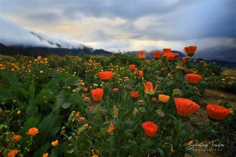 flower fields   clouds northern blossom atok  shoestring