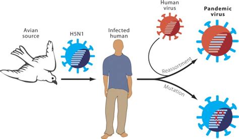 genesis   pandemic influenza virus cell