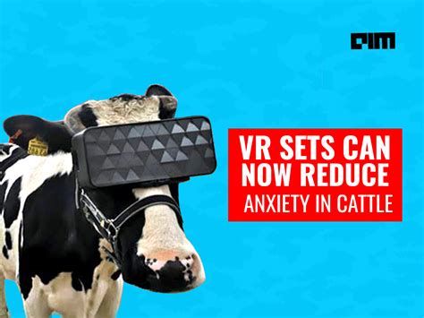 Why Are These Russian Cows Wearing Vr Headsets