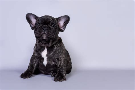 clean  french bulldogs ears  questions answered