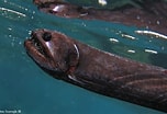 Afbeeldingsresultaten voor "echiostoma Barbatum". Grootte: 152 x 104. Bron: fishesofaustralia.net.au