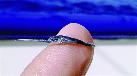 baby swordfish  absolutely tiny people  losing  minds