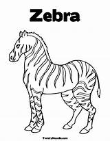 Coloring Zebra Pages Without Stripes Drawing Colouring Iowa Hawkeyes Color Stripe Template Sketch Familia La Spotnews Worksheet Print Getdrawings Library sketch template