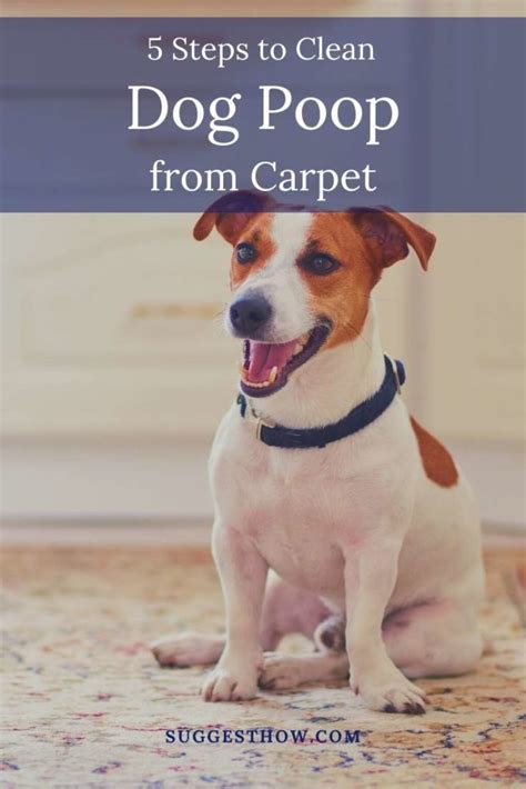 clean dog poop  carpet  easy steps