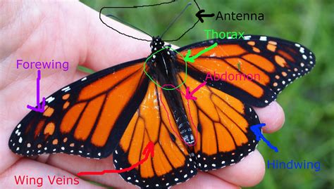 Monarch Butterflies Male And Female Differences Monarch
