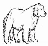 Newfoundland Dog Drawing Clipartmag Newf Newfoundlands Explore sketch template