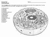 Cell Animal Coloring Plant Guide Eukaryotic sketch template