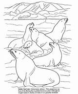 Antarctic Animals Colouring Seal Dover Dolphin Artic Books Habitat Polar Doverpublications sketch template