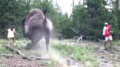Yellowstone National Park Bison Charged A 9 Year Old Girl