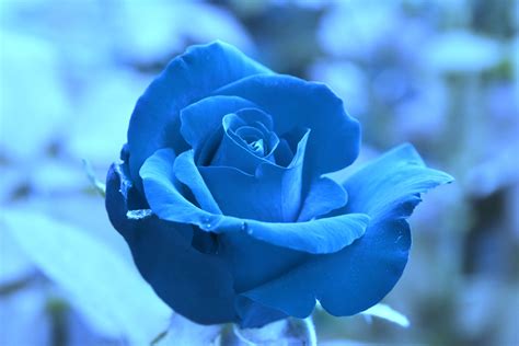 blue roses wallpaper flower pictures red sky