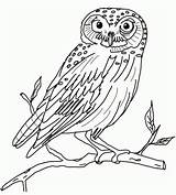 Buho Buhos Owls Bonito sketch template